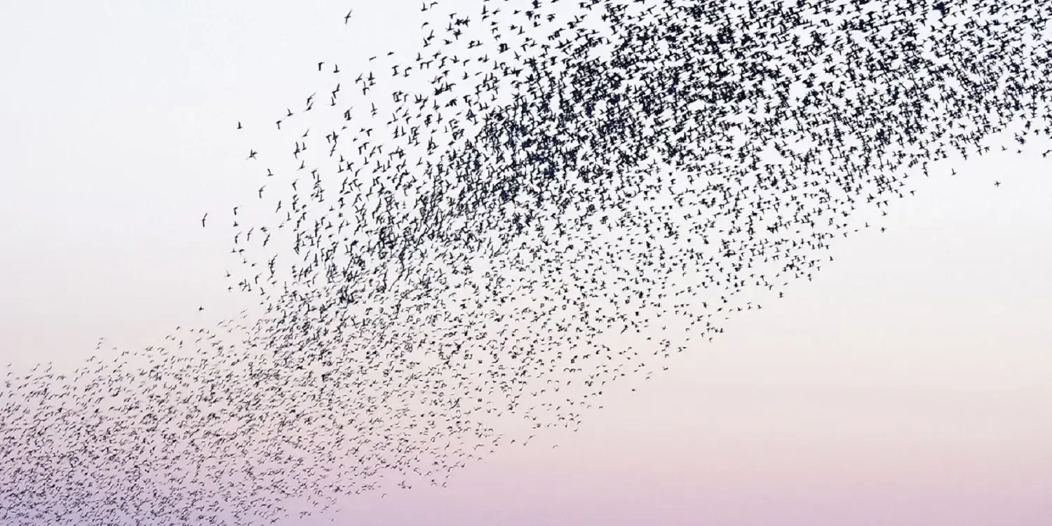Sonnenuntergangshimmel mit Vogelschwarm
